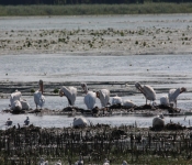 MNRiverPelicans 2014 09 019